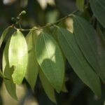 Buy Cinnamomum tamala, indian bay leaf, 
தாளிசபத்திரி, 
இலவங்கபத்திரி, பட்டை - Live 
plant online shopping for sale