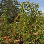 Buy Citharexylum subserratum, native parijatham, bili parijatha, 
nattu parijatham - Live plant online shopping for sale