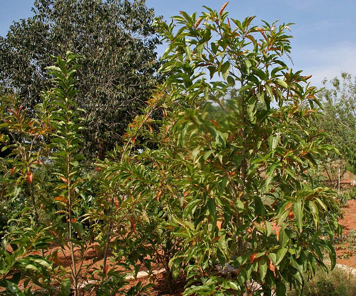 Citharexylum_spinosum_28Fiddlewood29_W_IMG_3237 Buy Citharexylum subserratum, native parijatham, bili parijatha,
nattu parijatham - Live plant online shopping for sale - Image 1