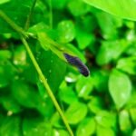 Buy Clitoria ternatea - white, white shankpushpi, vellai sangupoo 
- Live plant online shopping for sale