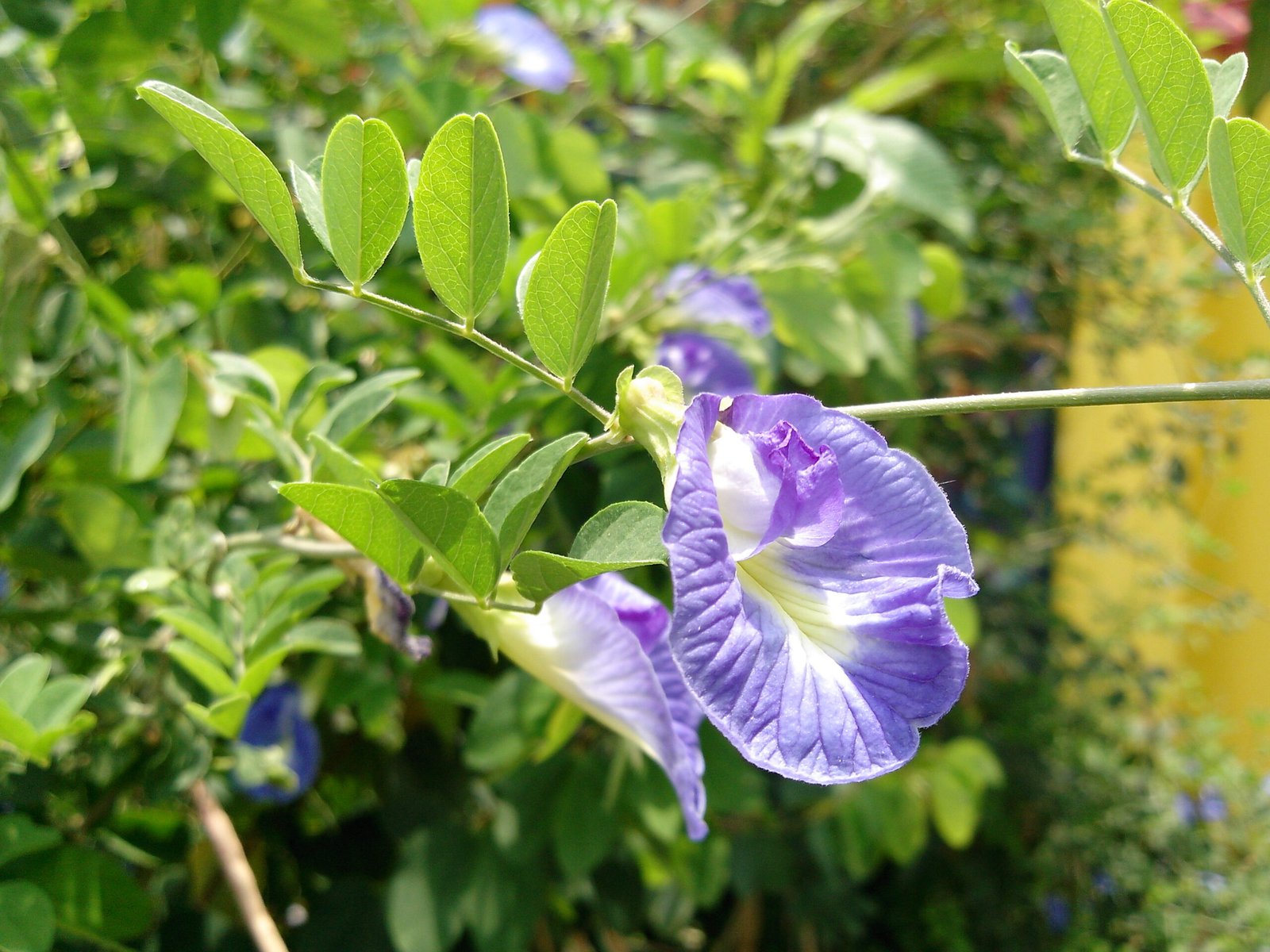 Clitoria_ternatea_of_Tamilnadu Buy Clitorea ternatea - Live Plant Online Shopping for Sale - Image 1