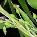 Buy Coix lacryma - jobi, job tears, adlay, nerpavazham, gurlu, 
gavedhuka, nerpul - Live plant online shopping for sale