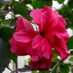 Buy Hibiscus, hibiscus rosasinensis, sembaruthi, dasavala, 
chemparati, gurhal - Live plant online shopping for sale
