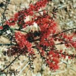 Buy Combretum coccineum - Live Plant Online Shopping for Sale