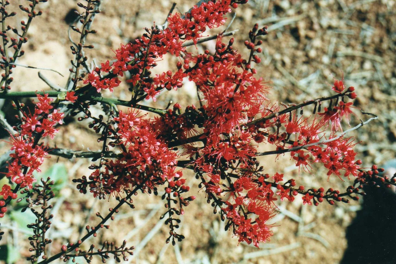 Combretum_coccineum.jpg Buy Combretum coccineum - Live Plant Online Shopping for Sale - Image 1