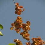 Buy Combretum ovalifolium - Live Plant Online Shopping for Sale