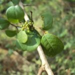 Buy Commiphora wightii - Live Plant Online Shopping for Sale