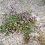 Buy Malva sylvestre - Live Plant Online Shopping for Sale