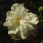Buy Hibiscus mutabilis - Live Plant Online Shopping for Sale