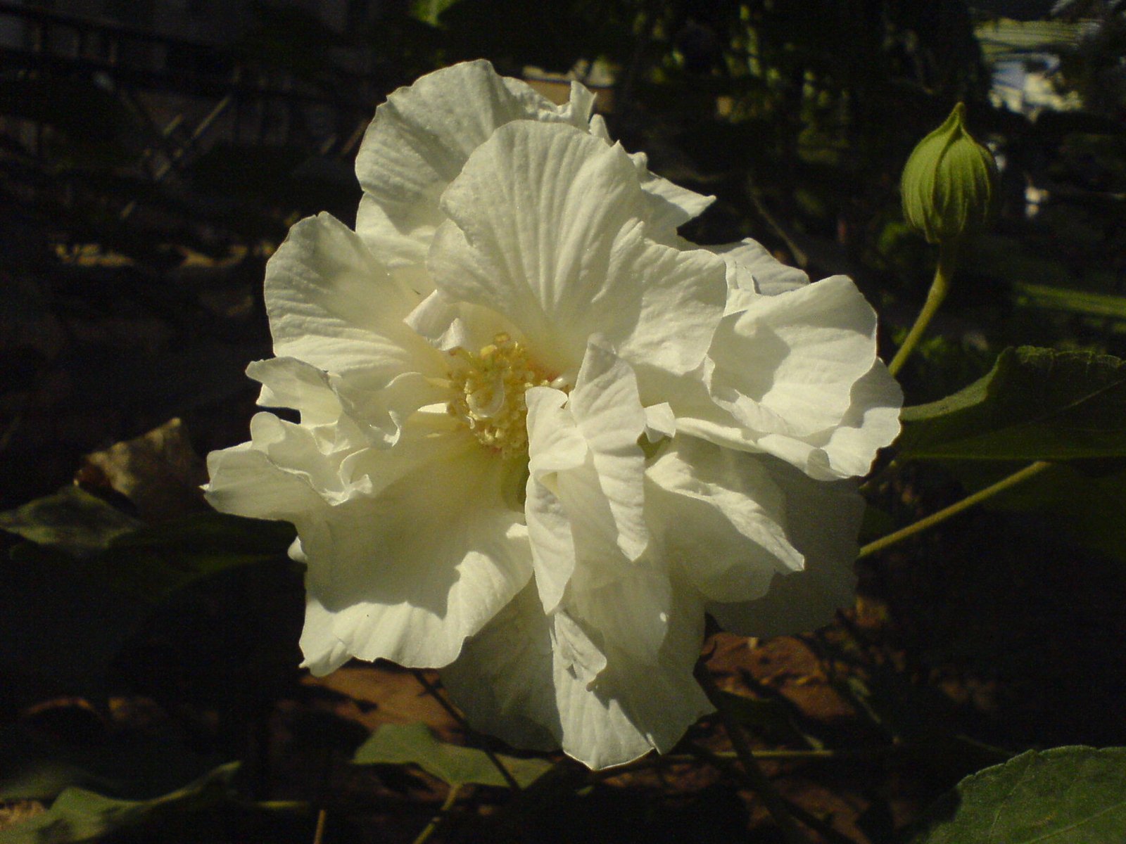 Confederate_Rose_332506825.jpg Buy Hibiscus mutabilis - Live Plant Online Shopping for Sale - Image 1