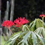 Buy Coral bush - Live Plant Online Shopping for Sale
