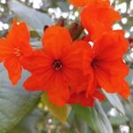 Buy Cordia sebestena - Live Plant Online Shopping for Sale