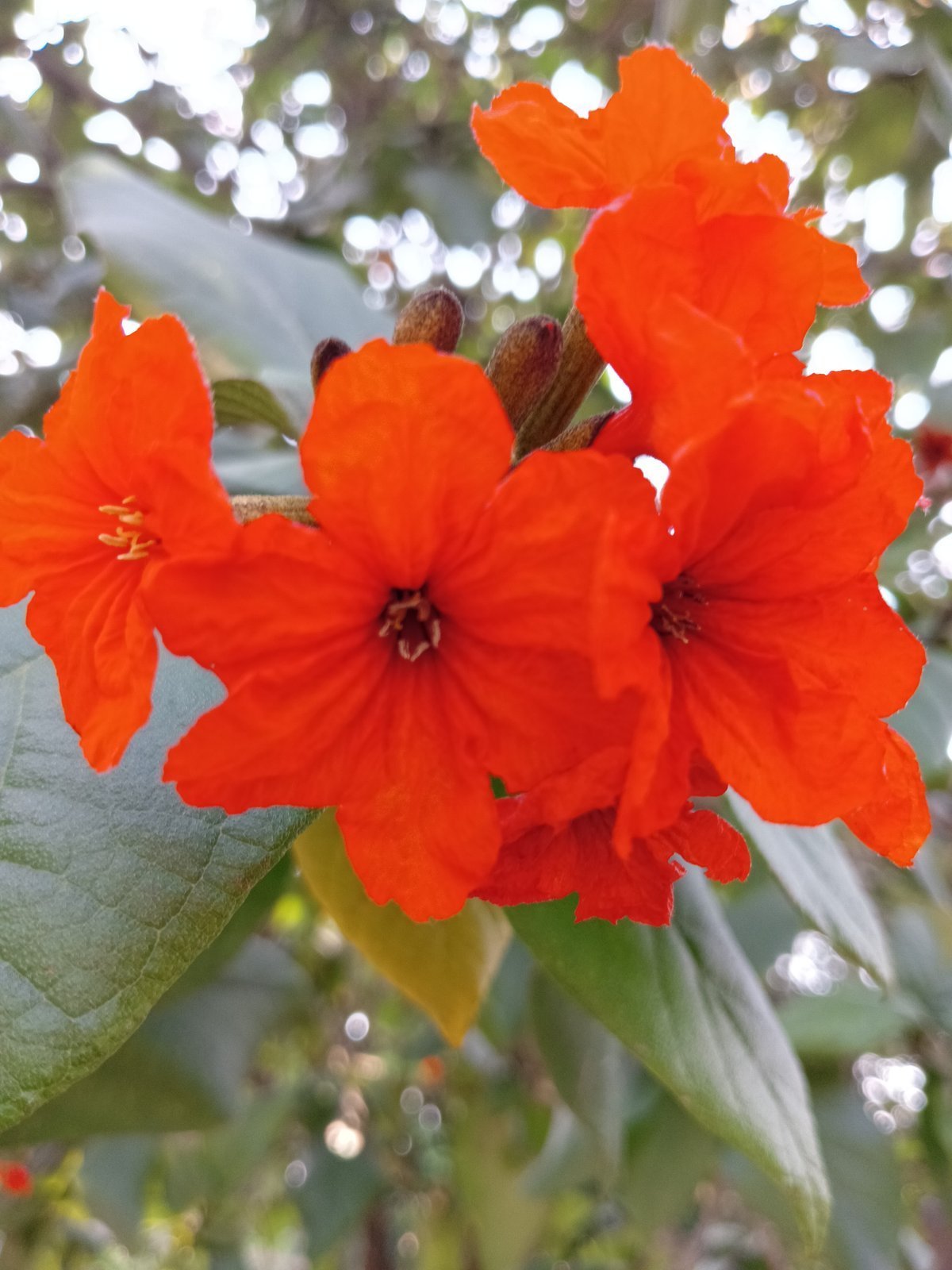 Cordia_sebestena.jpg Buy Cordia sebestena - Live Plant Online Shopping for Sale - Image 1