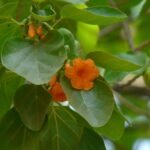 Buy Cordia subcordata - Live Plant Online Shopping for Sale