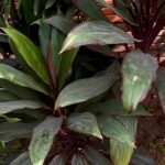 Buy Cordyline sp - Live Plant Online Shopping for Sale