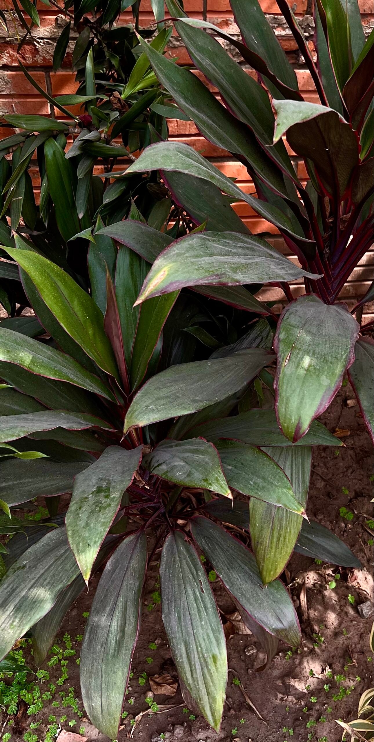 Cordyline_fruticosa Buy Cordyline sp - Live Plant Online Shopping for Sale - Image 1
