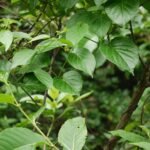 BUY COSMOSTIGMA RACEMOSUM, VATTUVALLI, PERUM KAHAMUGAN KODI, 
MARVEL, GREEN MILKWEED CREEPER, GHARA HOOVU GIDA - LIVE PLANT 
ONLINE SHOPPING FOR SALE