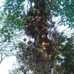 Buy Couroupita guianensis - Live Plant Online Shopping for Sale