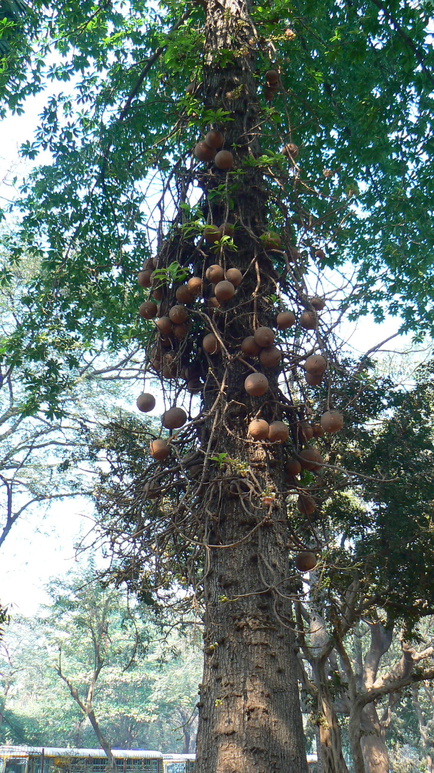Couroupita_guianensis_Aubl._2835690144729 Buy Couroupita guianensis - Live Plant Online Shopping for Sale - Image 1