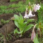 Buy Crinum latifolium - Live Plant Online Shopping for Sale