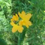 Buy Crossandra infundibulbiformis - Live Plant Online Shopping 
for Sale