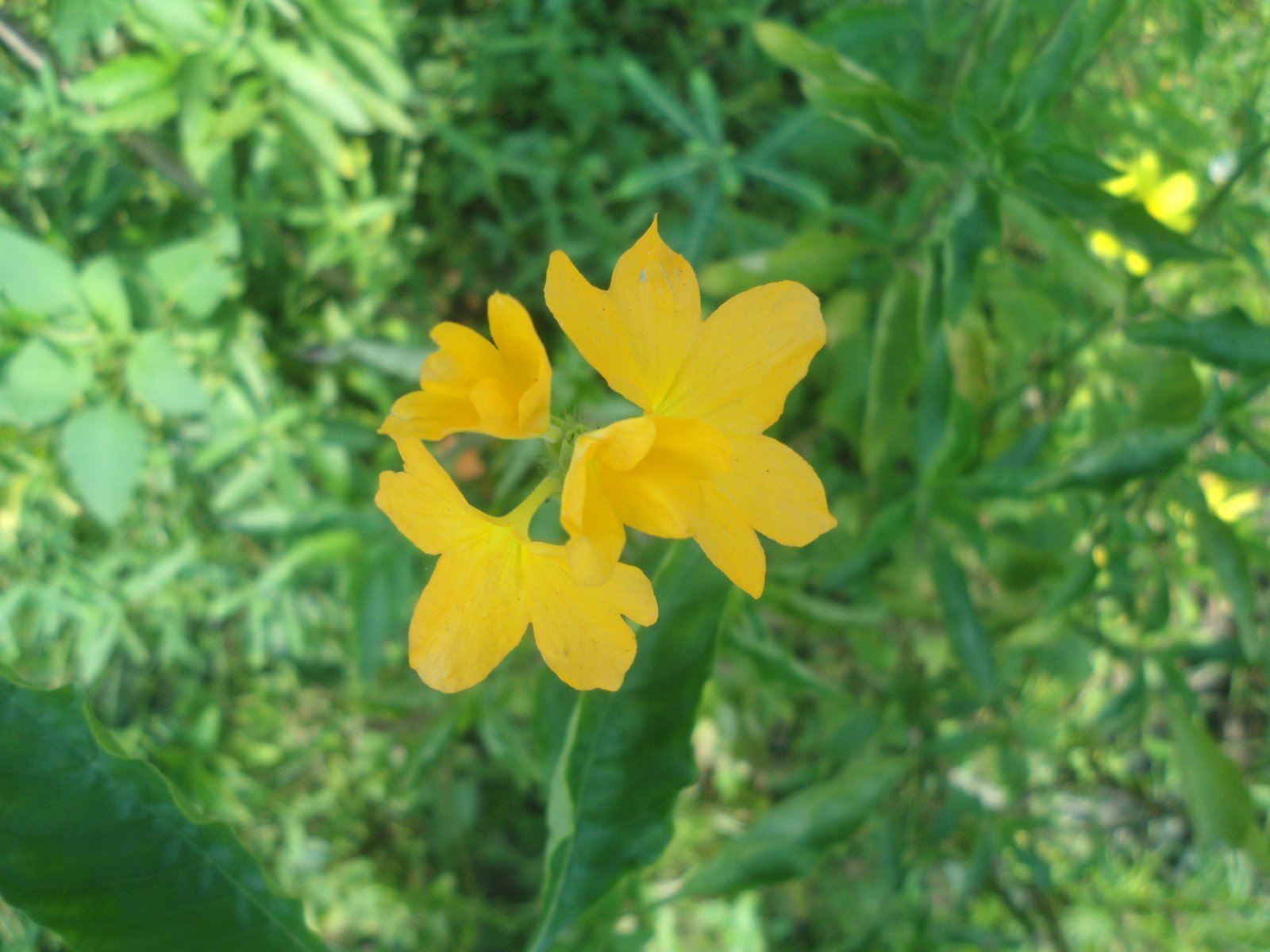 Crossandra_infundibuliformis.jpg Buy Crossandra infundibulbiformis - Live Plant Online Shopping
for Sale - Image 1
