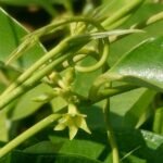 BUY CRYPTOLEPIS BUCHANANII, KATTUPALVALLI, KALIPALVALLI, 
KILIPALVALLI, PALVALLI, PAALKODI - LIVE PLANT ONLINE SHOPPING FOR 
SALE