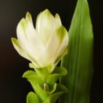Buy Curcuma longa, manjal, turmeric - Live plant online shopping 
for sale