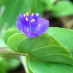 Buy Cyanotis cristata, Crested Dew - Grass नभाळी, 
Nabhali Netha kina, குதிரைகுளம்படி, 
Kuthirai kulambadi, काने Kaane - Live plant online 
shopping for sale