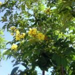 Buy Markhamia platycalyx - Live Plant Online Shopping for Sale