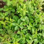 Mahali kizhangu decalepis hamiltonii