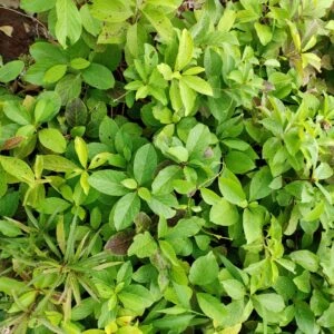 Decalepis hamiltonii swallow root