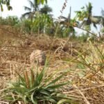 Buy Desmostachya bipinnata, daabh,  डाभ, Dabh, darbhaipul, 
darbha, தர்பை - Live plant online shopping for sale