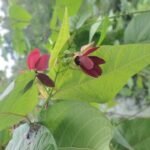 Buy Devil's cotton - Live Plant Online Shopping for Sale
