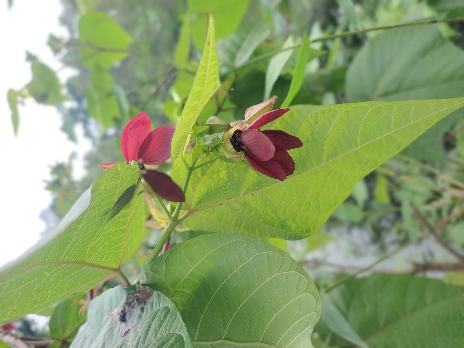 Devil_s_cotton___Abroma_augusta.jpg Buy Devil's cotton - Live Plant Online Shopping for Sale - Image 1