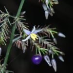 Buy Dianella tasmanica - Live Plant Online Shopping for Sale
