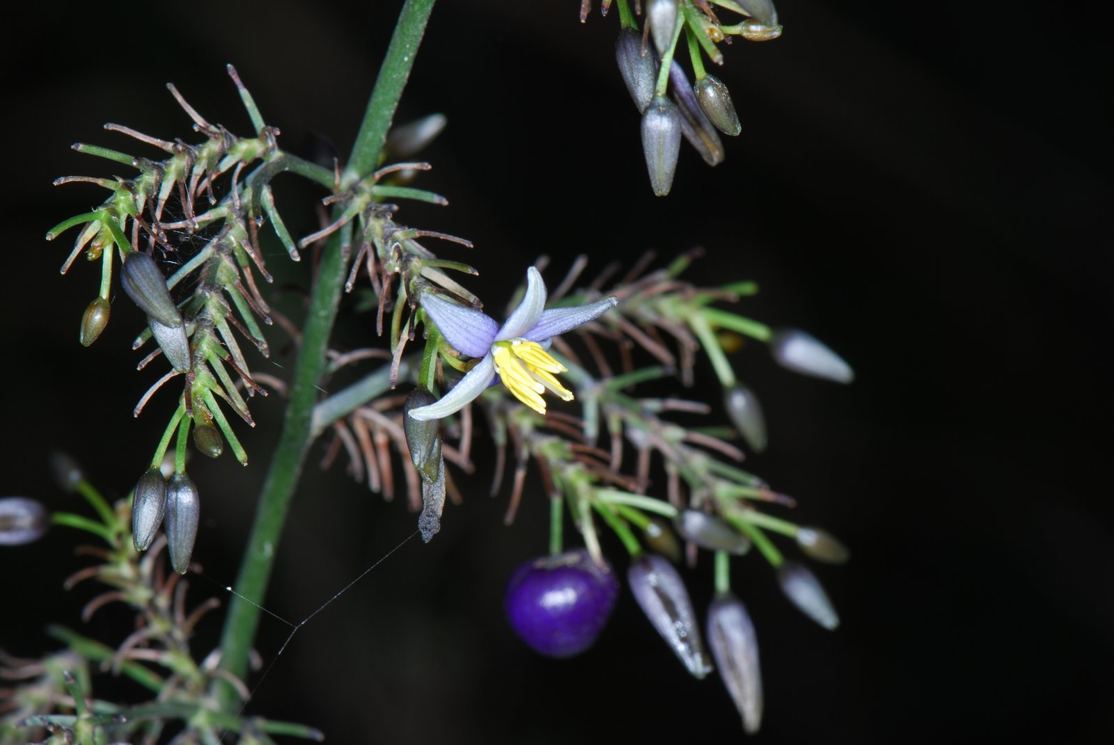 Dianella_tasmanica.jpg Buy Dianella tasmanica - Live Plant Online Shopping for Sale - Image 1