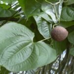 Buy Dioscorea bulbifera, air potato, edible vine yam - Live plant 
online shopping for sale