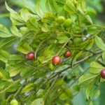 diospyros buxifolia