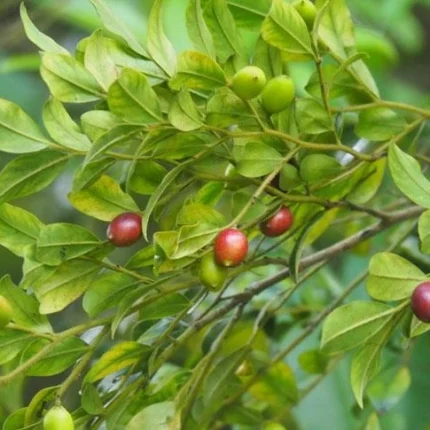 diospyros buxifolia