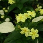 Buy Mussaenda luteola - Live Plant Online Shopping for Sale