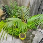 Buy Aracea lutescens - Live Plant Online Shopping for Sale
