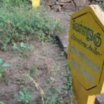 Buy Ekanayagam, ponkorandi, பொண்கொரண்டி - 
Live Plant Online Shopping for Sale