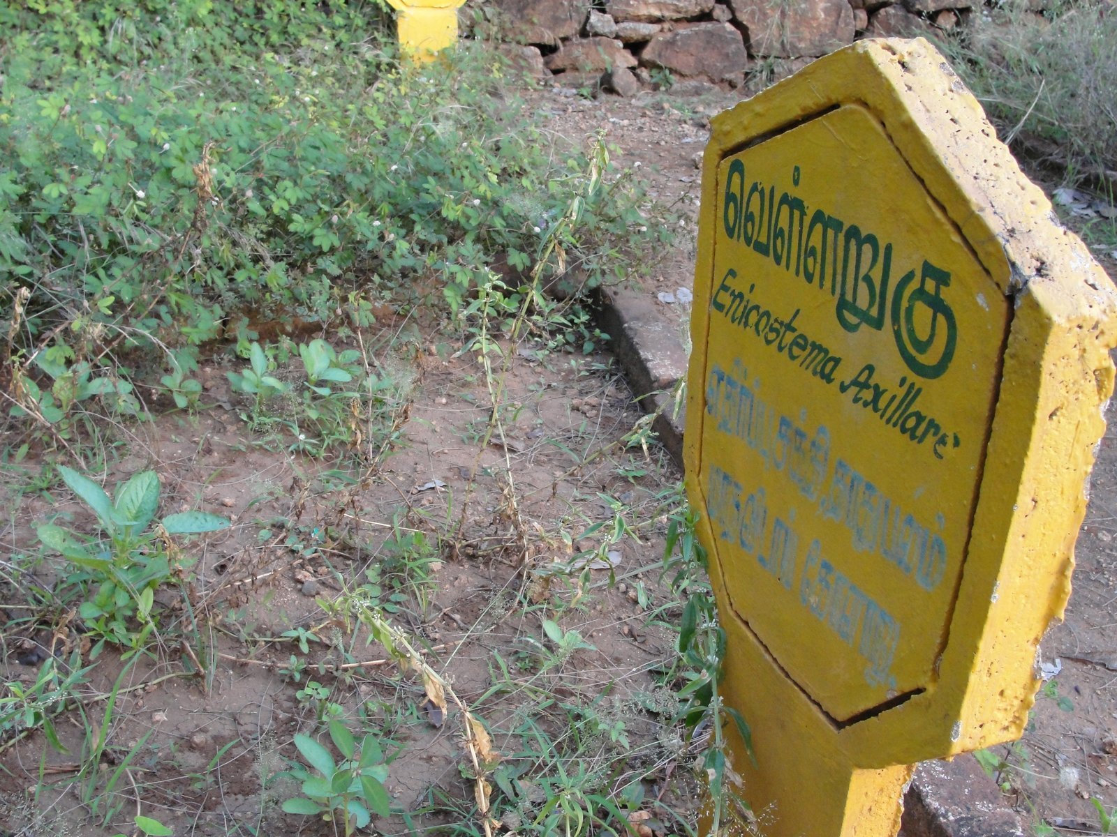 Ekanayagam___Enicostema_axillare.jpg Buy Ekanayagam, ponkorandi, பொண்கொரண்டி -
Live Plant Online Shopping for Sale - Image 1