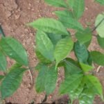 Buy salacia reticulata, ponkaranti, ekanayakam, koranti, 
பொன்கொரண்டி, ஏகநாயகம் - 
Live plant online shopping for sale