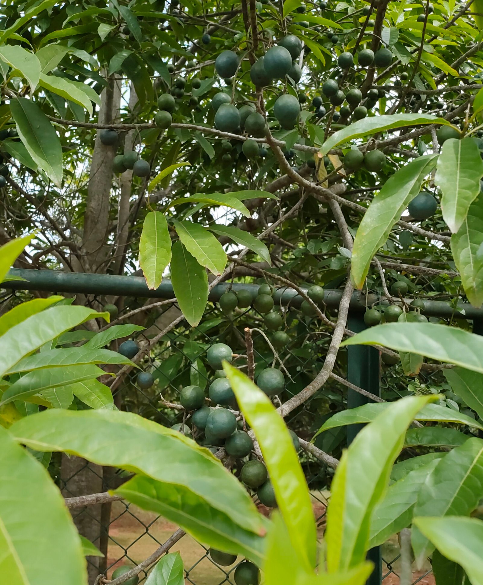 Elaeocarpus sphaerocarpus Nepal rudraksh