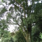 Buy Elaeocarpus serratus, kaadu rudraksh, ceylon olive, edible 
rudraksh - Live plant online shopping for sale