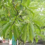 Elaeocarpus sphaericus