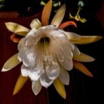 Buy Epiphyllum oxypetalum - Live Plant Online Shopping for Sale
