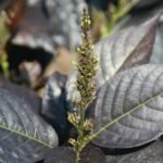 Buy Eranthemum nigrum - Live Plant Online Shopping for Sale